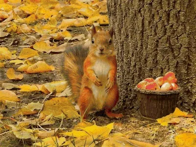 Картинки осенние осень и животные (68 фото) » Картинки и статусы про  окружающий мир вокруг