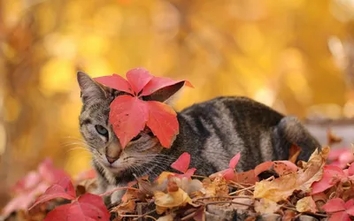 Обои Кошки Осень Листья Животные Картинка #351946 Скачать | Обои с животными,  Падающие листья, Очаровательные котята