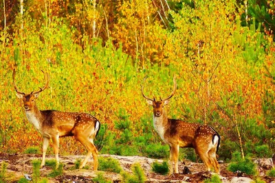 Лесные животные. Осень – Sadko