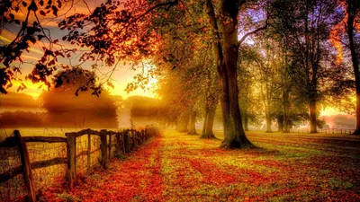 Осенний лес неизвестная дорога - обои на рабочий стол