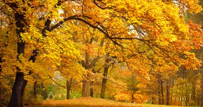 Скачать обои осень, трава, листья, деревья, скамейка, природа, парк,  colors, раздел природа в разрешении 5544x3632
