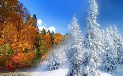 Обои Природа Зима, обои для рабочего стола, фотографии природа, зима, снег,  осень, забор, жёлтая, листва, дерево Обои для рабочего стола, скачать обои  картинки заставки на рабочий стол.