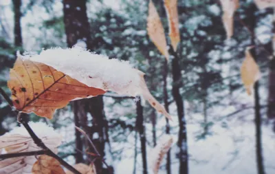 В Ноябре всё смешалось, зима и осень! Жёлто-красные листья и белый снег...  И мне нравится всё это, о… | Nature photography trees, Winter landscape,  Forest landscape