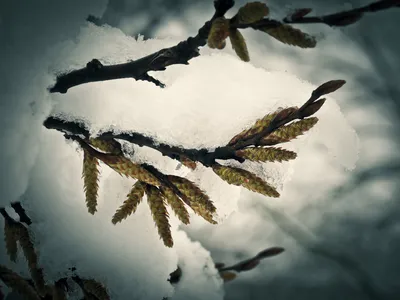 Граница осень-зима в 2023 г | Пейзажи, Осенние картинки, Природа