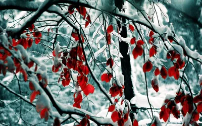картинки : дерево, природа, филиал, снег, зима, лист, цветок, мороз, Лед,  весна, Осень, Погода, время года, Замораживание, Древесное растение  3639x2304 - - 32825 - красивые картинки - PxHere