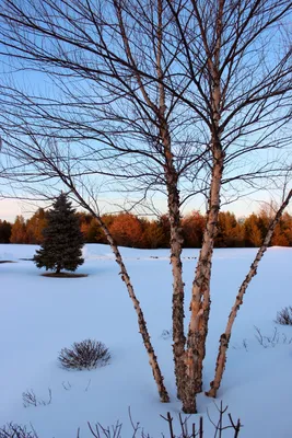 картинки : дерево, природа, филиал, снег, зима, лист, цветок, мороз, Лед,  весна, Осень, Погода, время года, Ветка, Замораживание, Древесное растение  4030x3024 - - 122001 - красивые картинки - PxHere