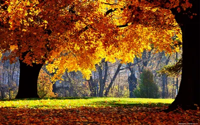 Золотая осень с опавшими листья у реки - обои на рабочий стол