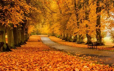 Обои на рабочий стол Золотая осень, дорожка в парке усеяна желтыми  листьями, обои для рабочего стола, скачать обои, обои бесплатно