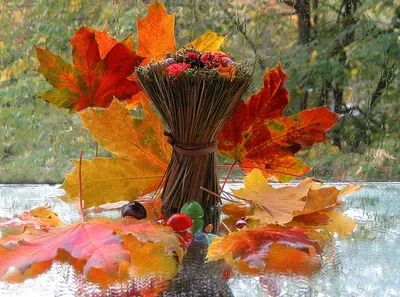 Осень. Осенний лист в траве. Солнце. Осеннее настроение, солнечная погода  Photos | Adobe Stock