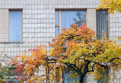 мультяшное изображение осеннего дома и города, картина для вашего дома фон  картинки и Фото для бесплатной загрузки