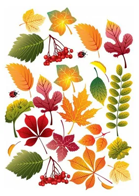 коричневый лист искусства, лист осенние листья евклидовы, осенние листья 1,  акварельные листья, cdr, кленовый лист png | PNGWing