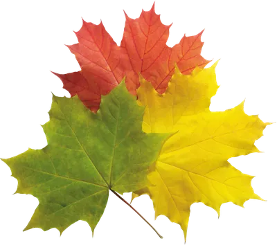 200 шт. искусственные кленовые листья для декора на День Благодарения, осенние  листья для украшения искусственного клена на Хэллоуин | AliExpress