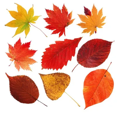 Картинки осенние листья для детей :: Карточки и картинки для детей | Листья,  Осенние листья, Рисунки