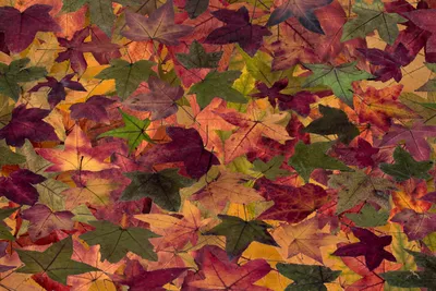 набор из трех листьев в оттенках серого, стилизованные осенние листья для  оформления Иллюстрация вектора - иллюстрации насчитывающей способ, цветы:  218227382