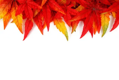 Лиственные листья иллюстрации ai скачать бесплатно бесплатно листья вектор  - Urbanbrush