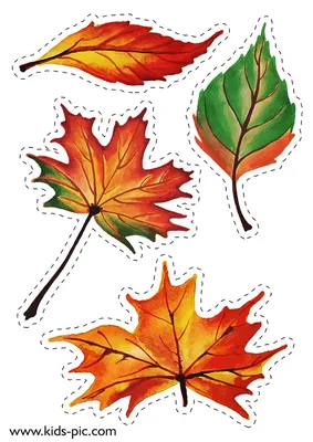 кленовый лист шаблон для вырезания из бумаги | Fall leaf template, Leaf  template, Autumn leaves