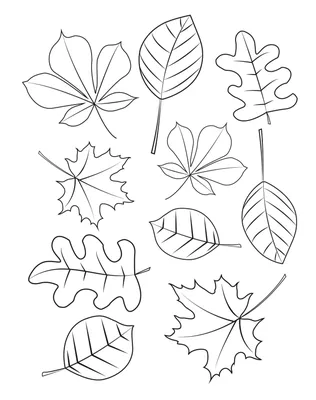 Шаблоны осенних листьев и цветов - 57 фото