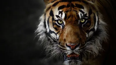 Скачать обои тигр, животные, большая кошка, оскал, tiger разрешение  1280x720 #252256