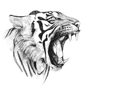 Наклейки на стену интерьерные Оскал тигра морда дикого животного купить по  выгодной цене в интернет-магазине OZON (731088807)