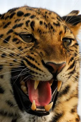 Скачать 800x1200 леопард, хищник, большая кошка, оскал, агрессия обои,  картинки iphone 4s/4 for parallax | Большие кошки, Кошки, Фотографии  животных