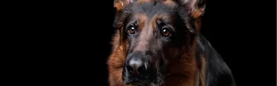 Немецкие овчарки / German Shepherds dog of Armenia