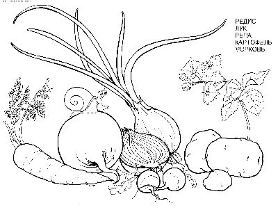 Рисовать овощей иллюстрация вектора. иллюстрации насчитывающей трава -  75683296