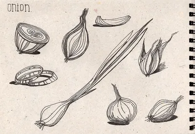 Как нарисовать осенние овощи и фрукты. | Ольга Мишина, рисование и поделки  для всех. | Дзен