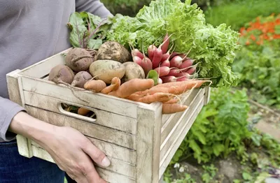 Термическая обработка овощей и ее влияние на пользу блюда