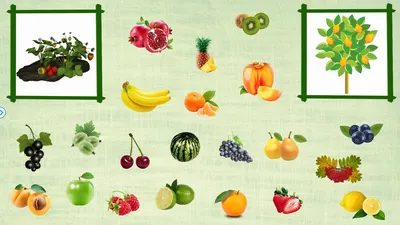 Игра «Разложи овощи и фрукты в корзину» (разновозрастная младшая группа) (3  фото). Воспитателям детских садов, школьным учителям и педагогам - Маам.ру
