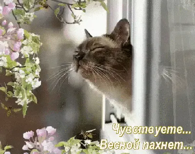 Запах Весны... | Животные, Кошки, Милые котики