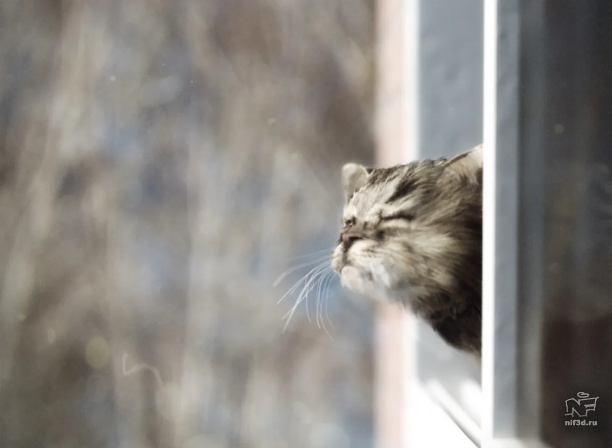 Воздухе пахнет весной ты как всегда холодна. Коты весной. Кот нюхает весну. Кошка на окне.