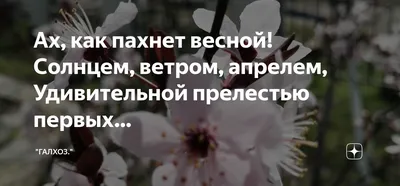 воздух пахнет весной. белые цветы цветущего яблока. Стоковое Фото -  изображение насчитывающей экологическо, съемка: 216663806