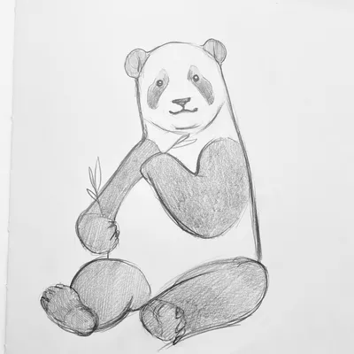 Панда рисунок легкий карандашом - 47 фото