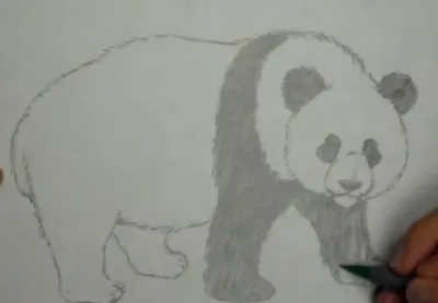Как нарисовать панду поэтапно 12 уроков