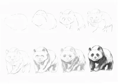 Как рисуют панды и шимпанзе. Рассматриваем картины из Московского зоопарка