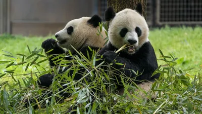 Семья больших панд в среду вернется из США в Китай - РИА Новости, 08.11.2023