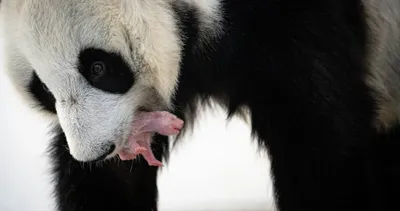 Почему же панды едят бамбук? | Журнал \"Лучик\" | Дзен