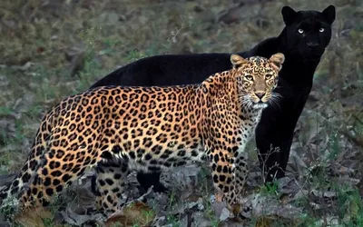 Фотограф ждал 6 дней ради снимка пантеры и леопарда