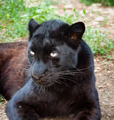 Сафари-парк - Черная пантера