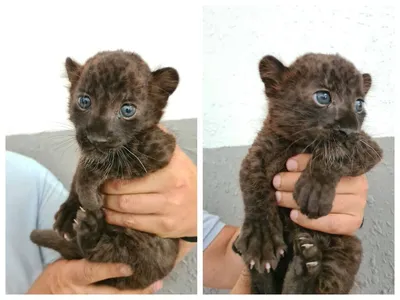 В Ташкентском зоопарке родился детеныш черной пантеры