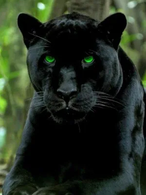 Черная пантера с зелеными глазами (25 фото) | Черная пантера, Пантера,  Черная кошка
