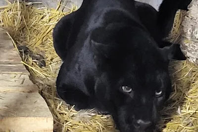 Детеныш черной пантеры родился в Ташкентском зоопарке — Афиша Ташкента