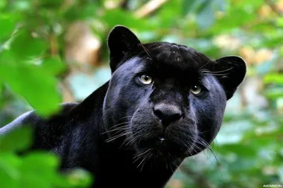 Чёрная морда пантеры выглядывает из кустов — Фотки на аву | Фотография  питомца, Пантера, Животные