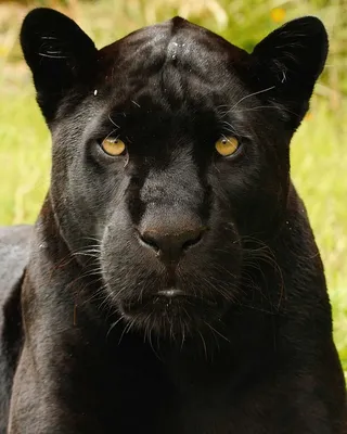 Индийская черная пантера. Галерея