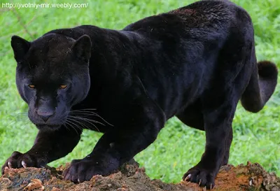 вид спереди черной пантеры большая кошка на черном фоне вид спереди черной  пантеры Фото И картинка для бесплатной загрузки - Pngtree