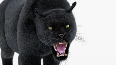 Глаза Черной Пантеры Фотография, картинки, изображения и сток-фотография  без роялти. Image 2638127