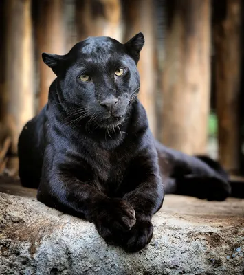 Черная пантера - Животный мир