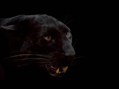 Фигурка Masai Mara Черная пантера Мир диких животных купить по цене 799 ₽ в  интернет-магазине Детский мир