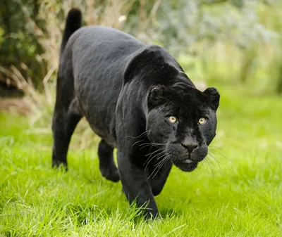 Грациозное и вальяжное животное - черная пантера | Удивительный мир  животных | Блог | Дзен