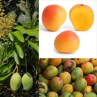 Папайя, манго и другая экзотика: как их выбирать и есть | СберМаркет | Дзен